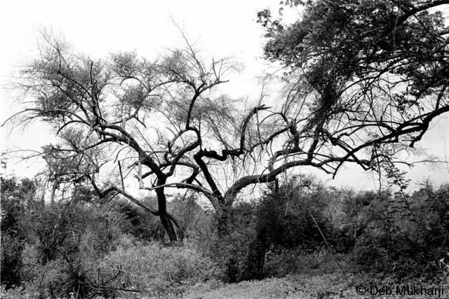 Mudumalai Trees