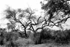 Mudumalai trees